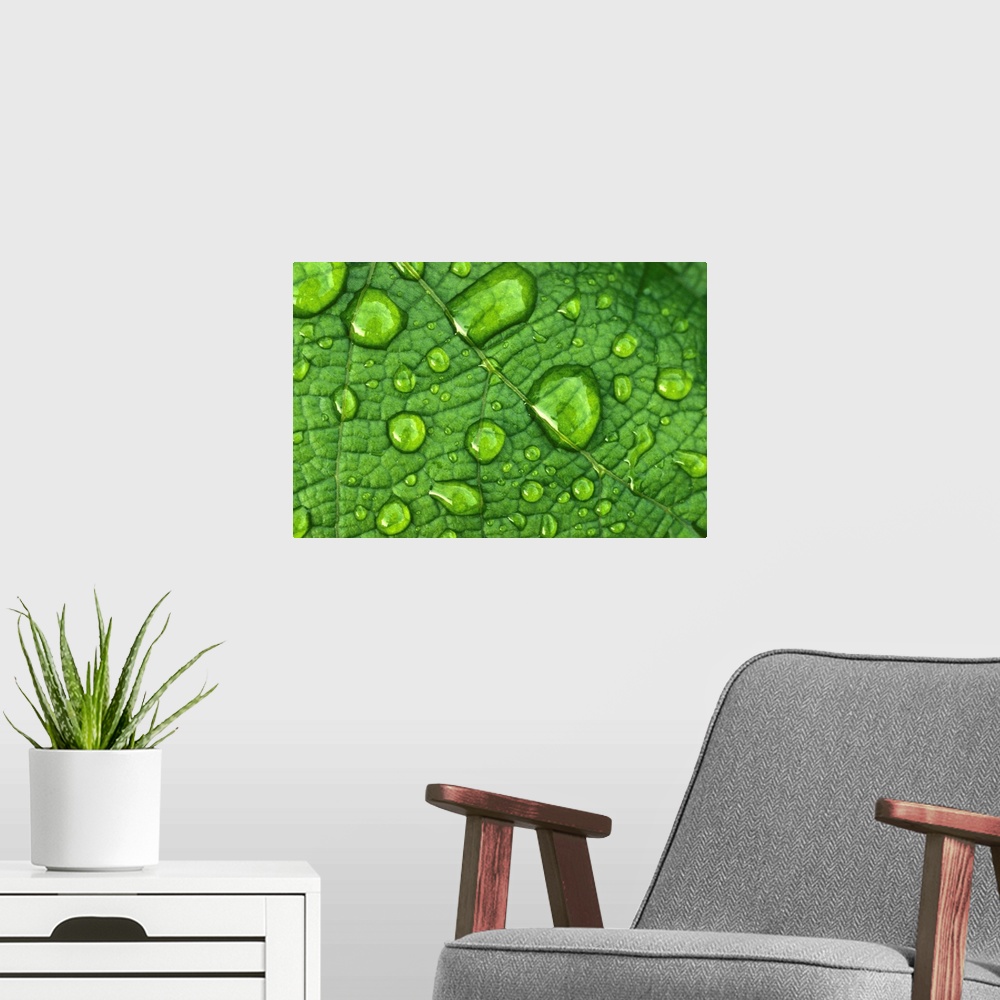A modern room featuring Water drops on a leaf