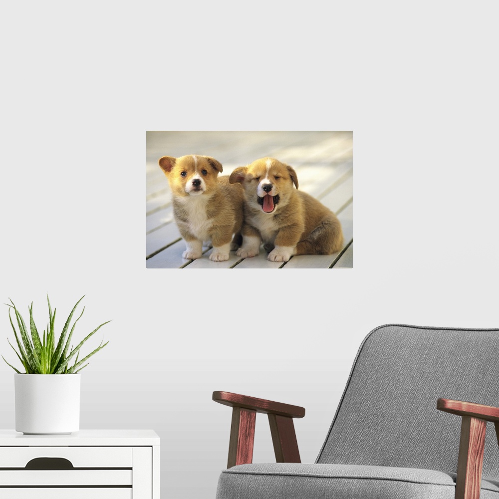 A modern room featuring Welsh Corgi; is a dog breed that originated in Wales.