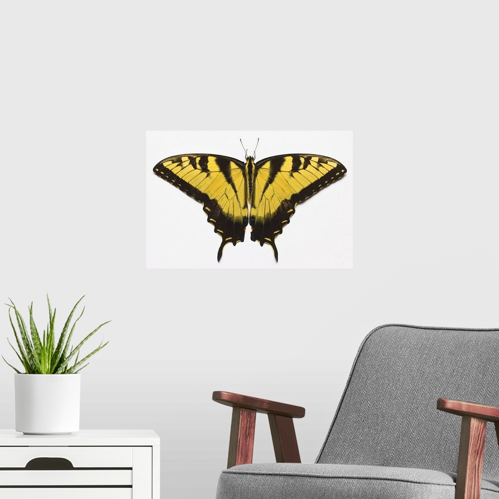 A modern room featuring Western Tiger Swallowtail Butterfly