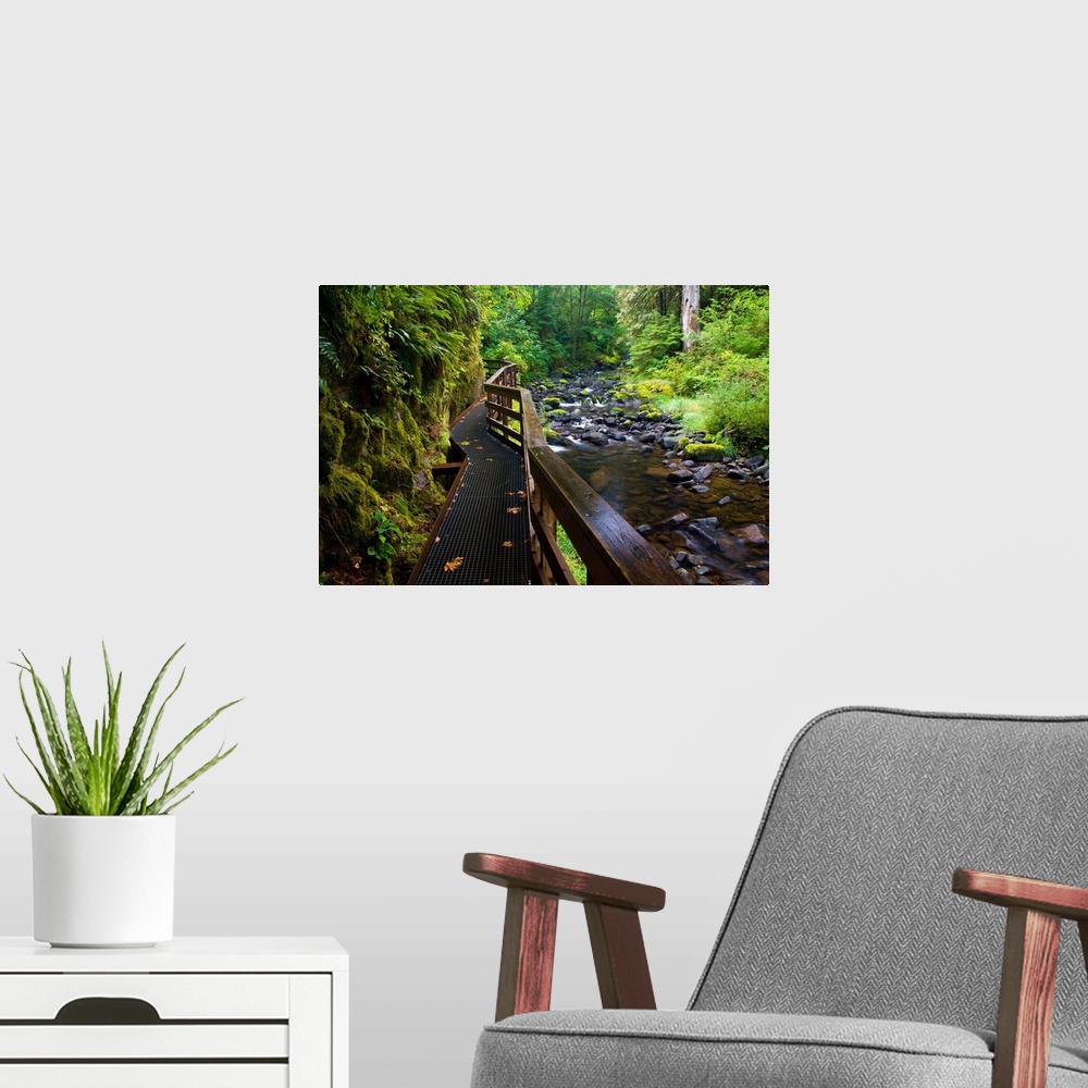 A modern room featuring Wet Trail Along Sweet Creek Near Florence On The Oregon Coast