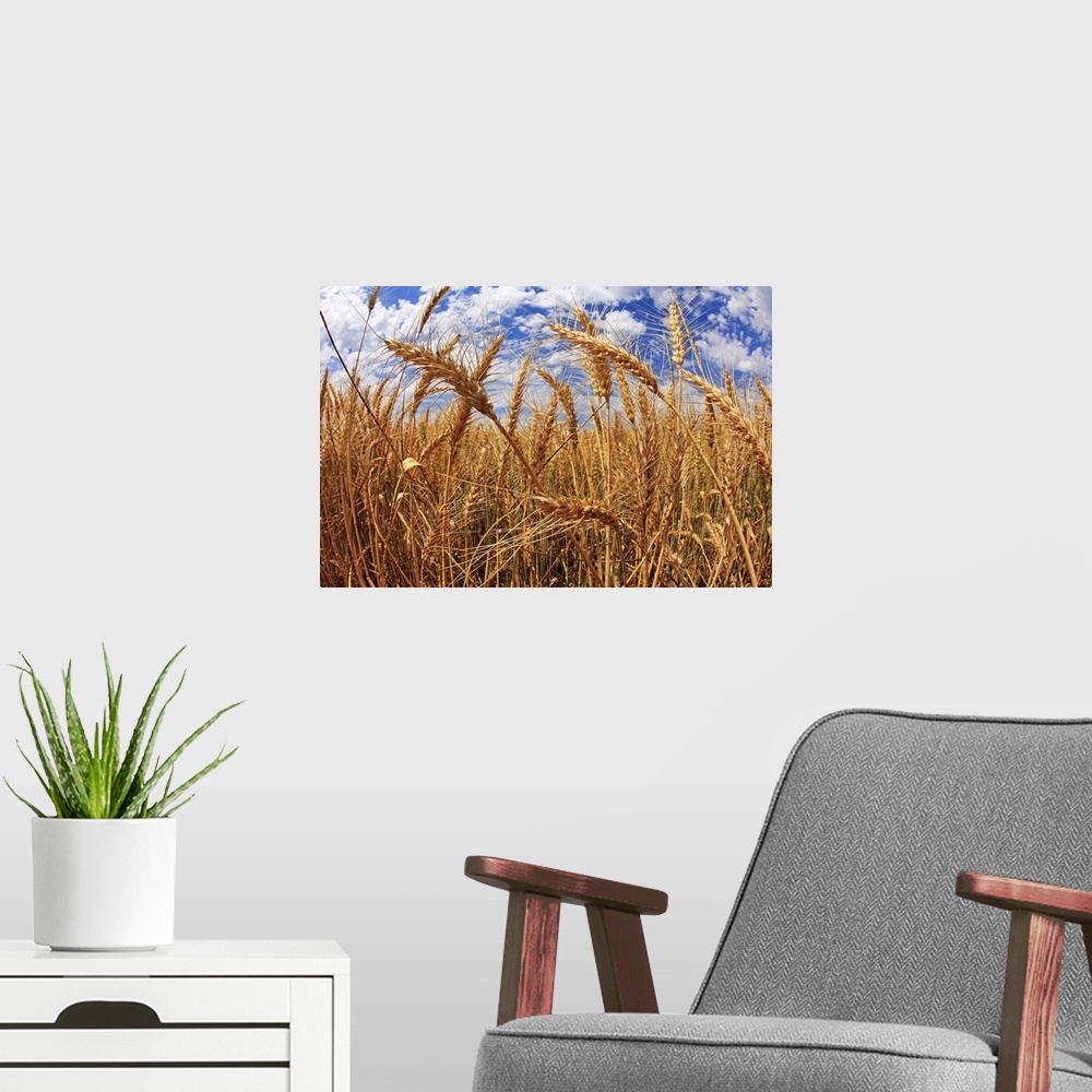 A modern room featuring Close up of wheat field with cloudy sky.