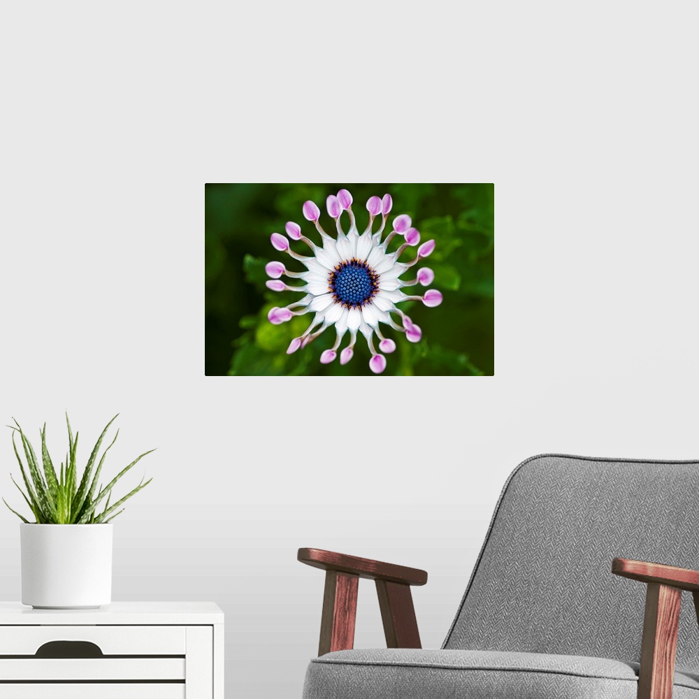 A modern room featuring White and blue flower on green out of focus background.