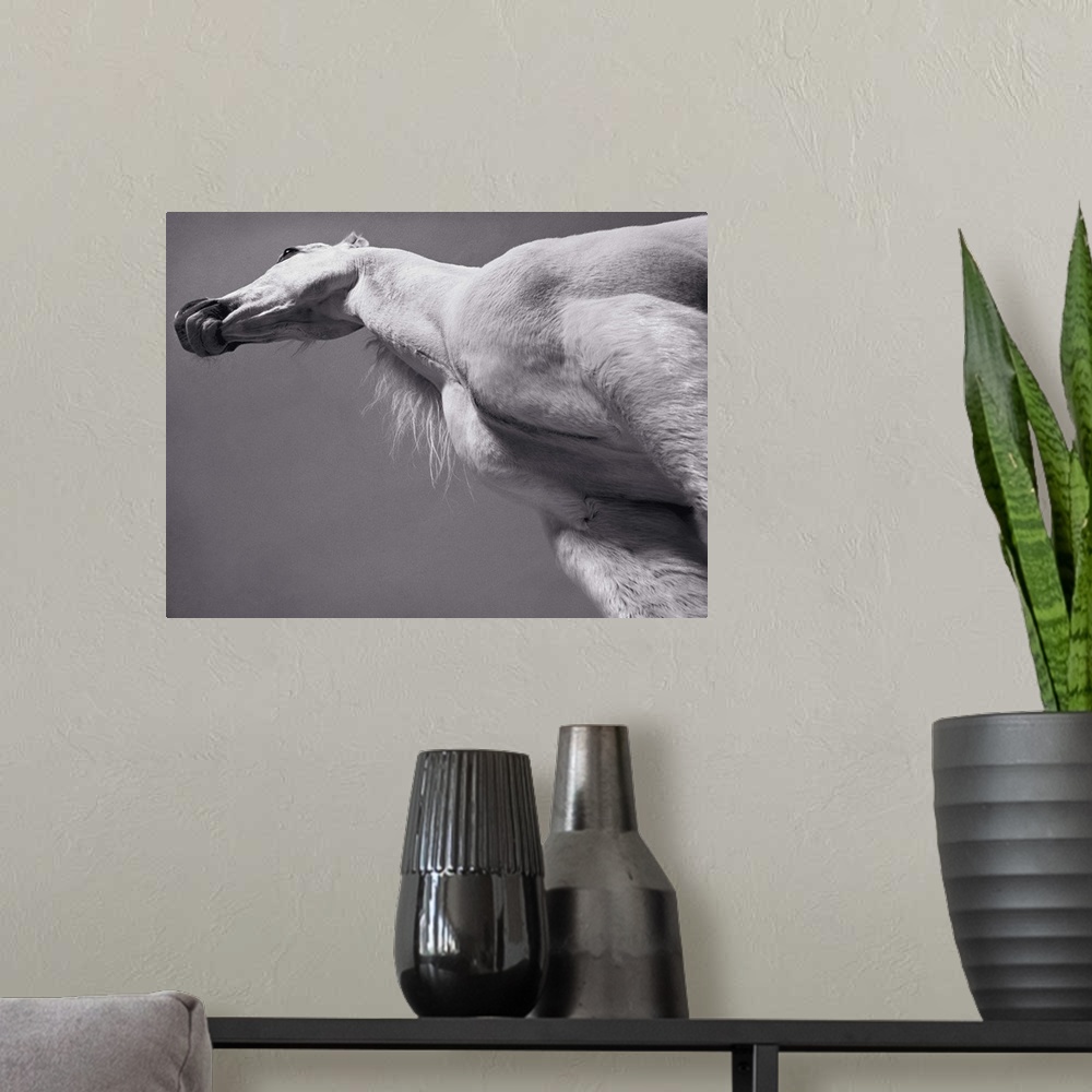 A modern room featuring White Arabian horse, low angle view (toned B&W)