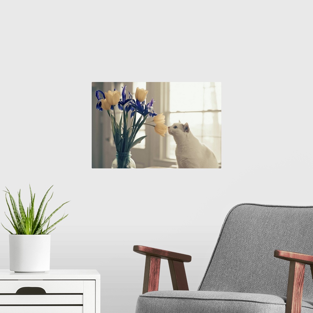 A modern room featuring White cat smelling a bouquet of yellow tulips and purple irises.