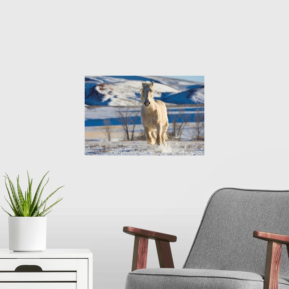 A modern room featuring White Draft Horse Running In Big Horn Mountains In Winter
