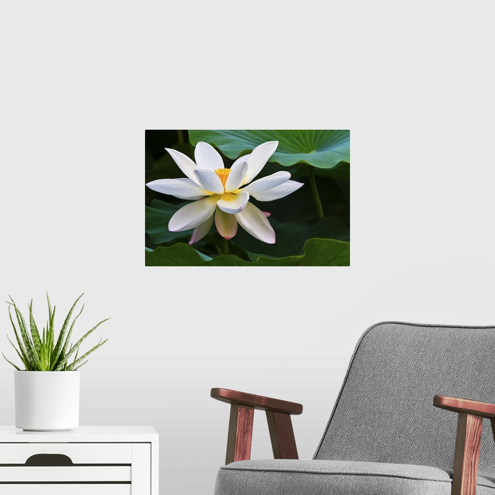 A modern room featuring White lotus flower, blooming in Daning-Lingshi Park, Shanghai China.