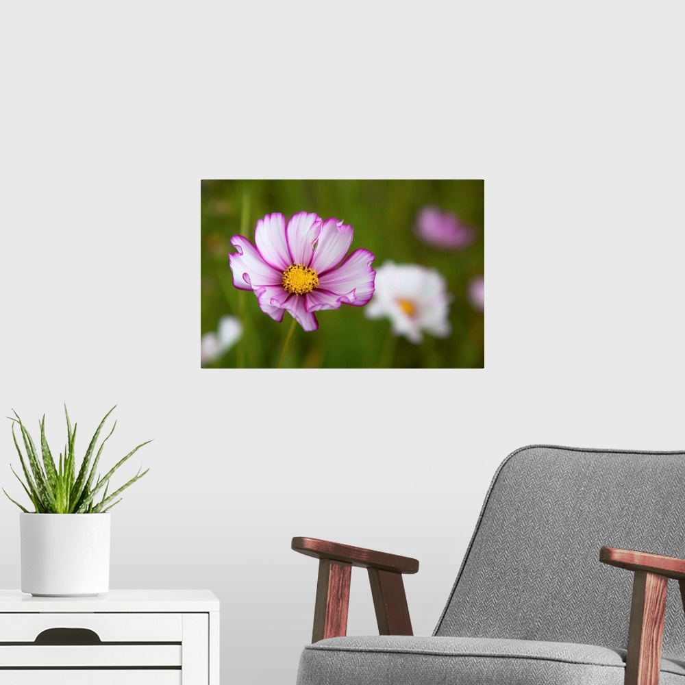 A modern room featuring White, pink and yellow flower in field with blur flowers and grasses in background.