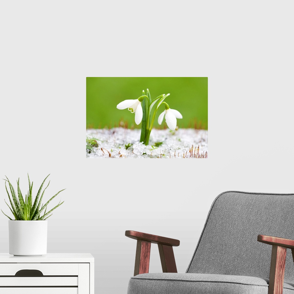 A modern room featuring Winter Snowdrops