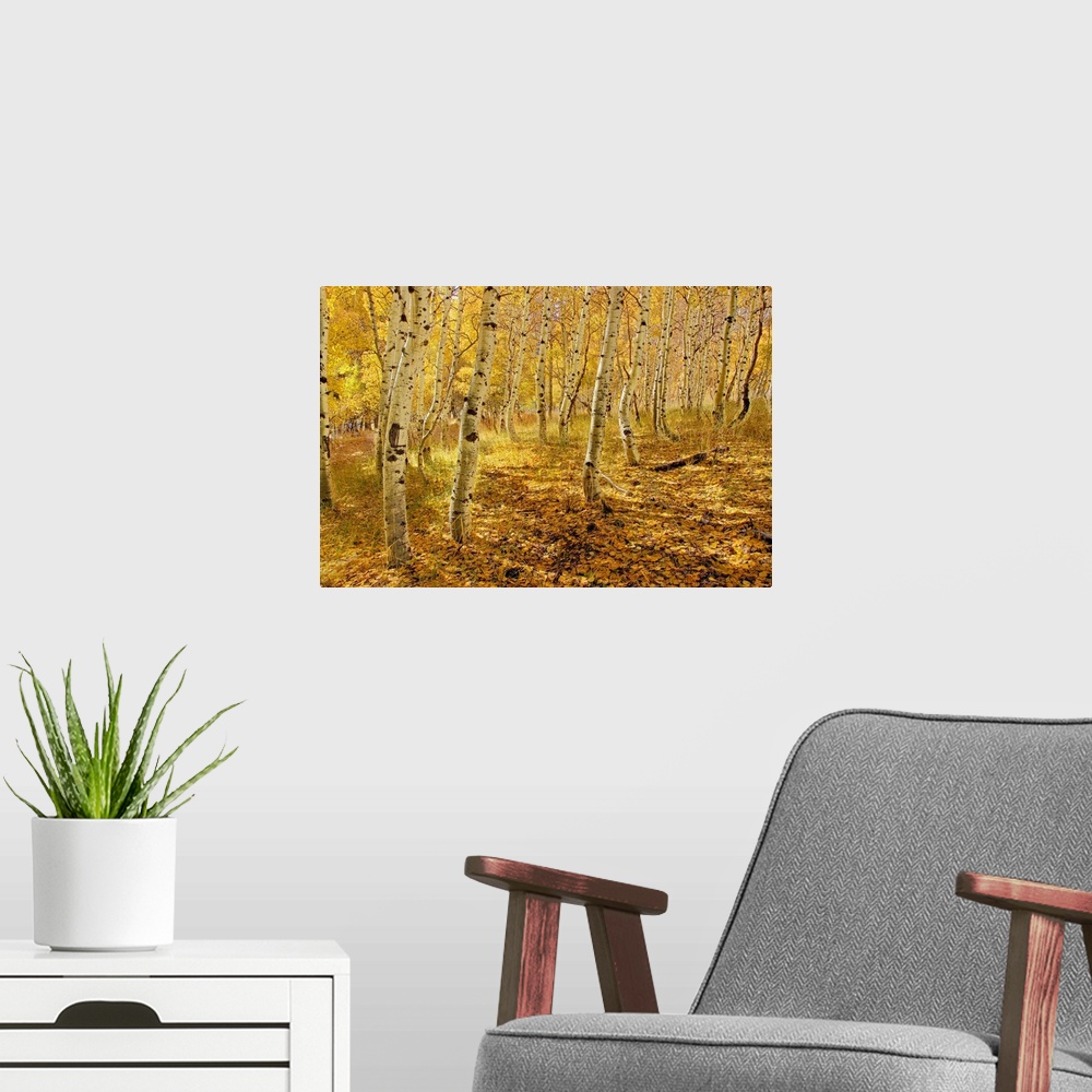 A modern room featuring Yellow aspen trees in the fall in the Sierra mountains of California