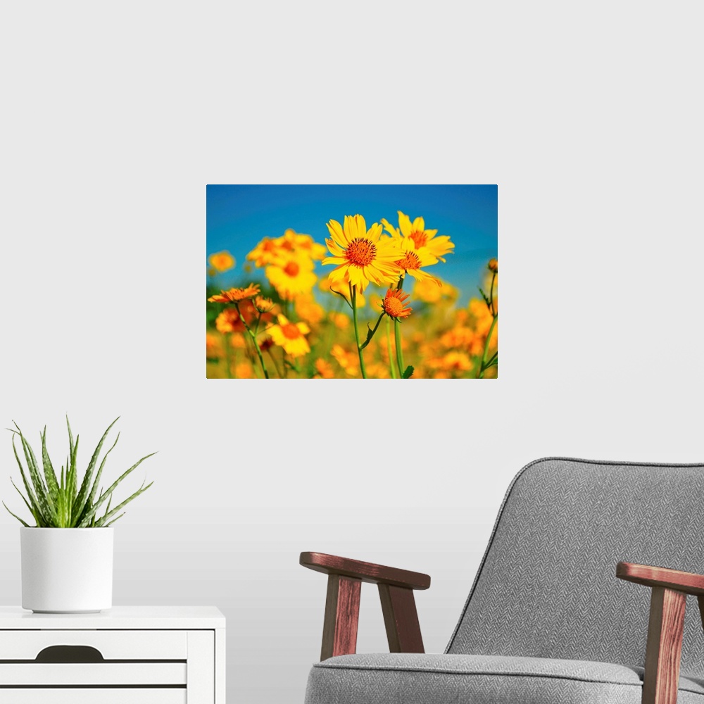 A modern room featuring Yellow wildflowers agents blue sky.