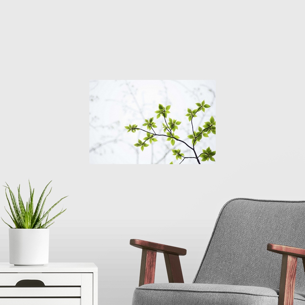 A modern room featuring Young leaves on branch