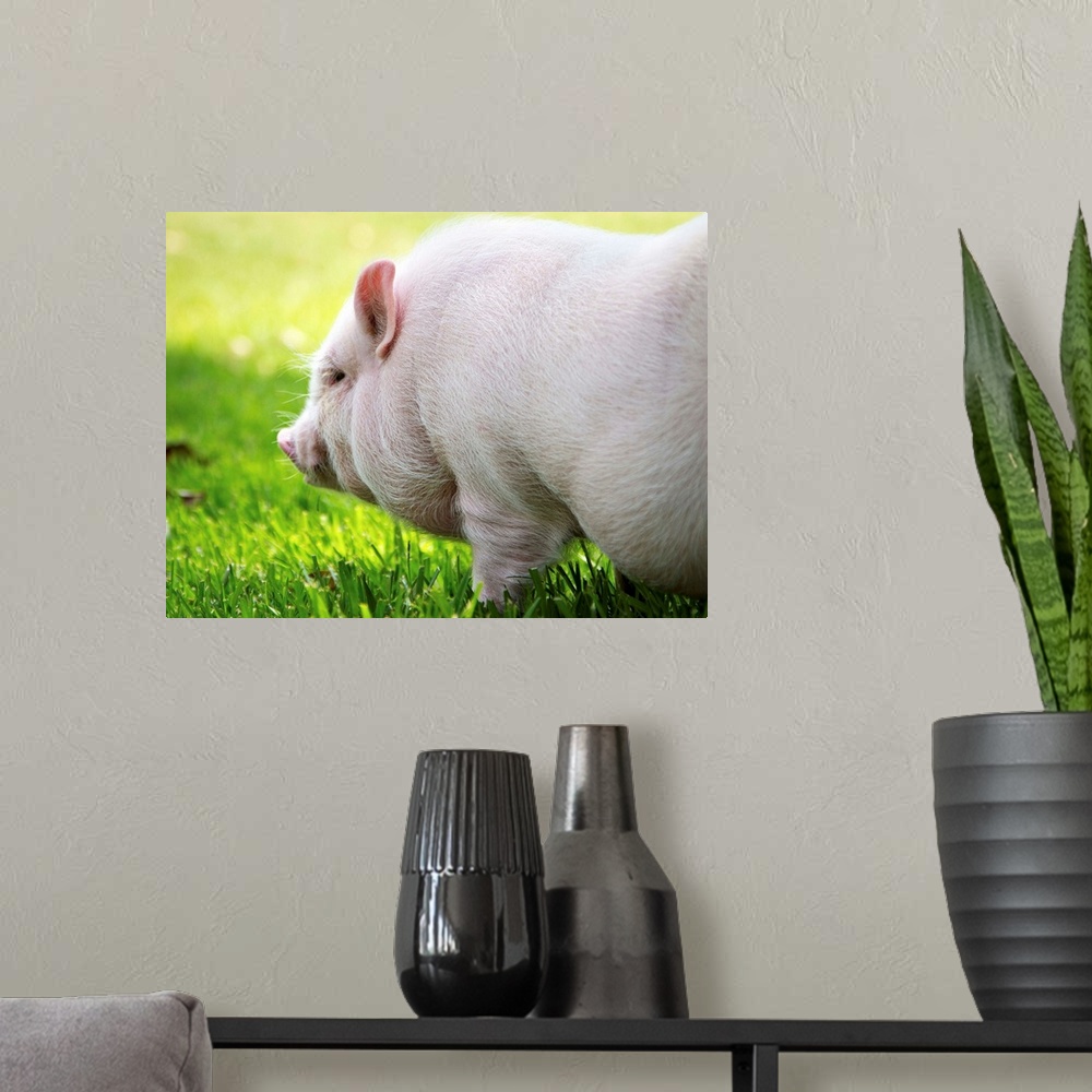 A modern room featuring Young Vietnamese Potbellied pig playing in grass on sunny day.