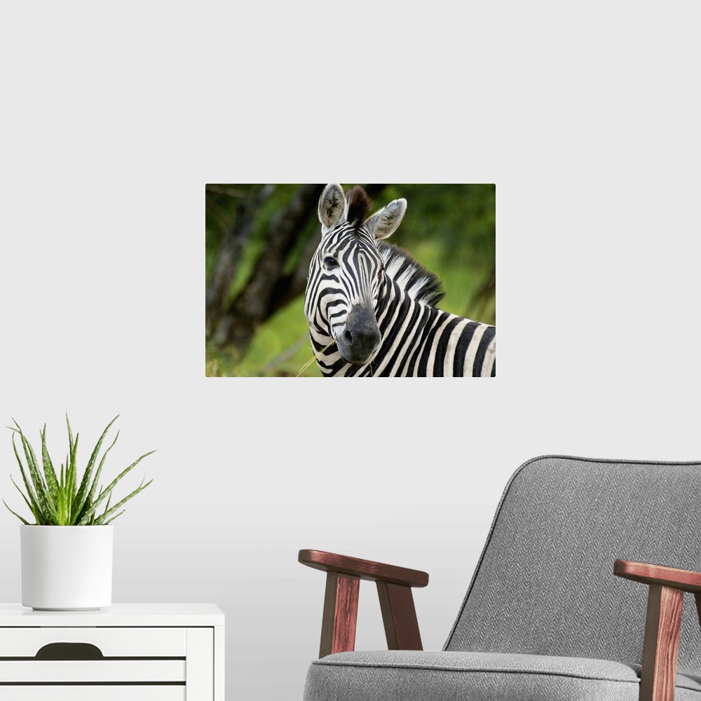 A modern room featuring Close-up of a Plains zebra (Equus burchellii) in a forest, Kruger National Park, Mpumalanga Provi...