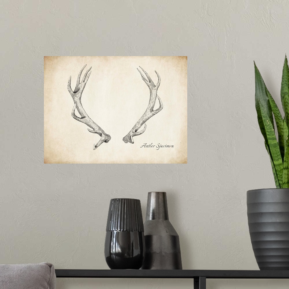 A modern room featuring Vintage pen and ink drawing of antlers.