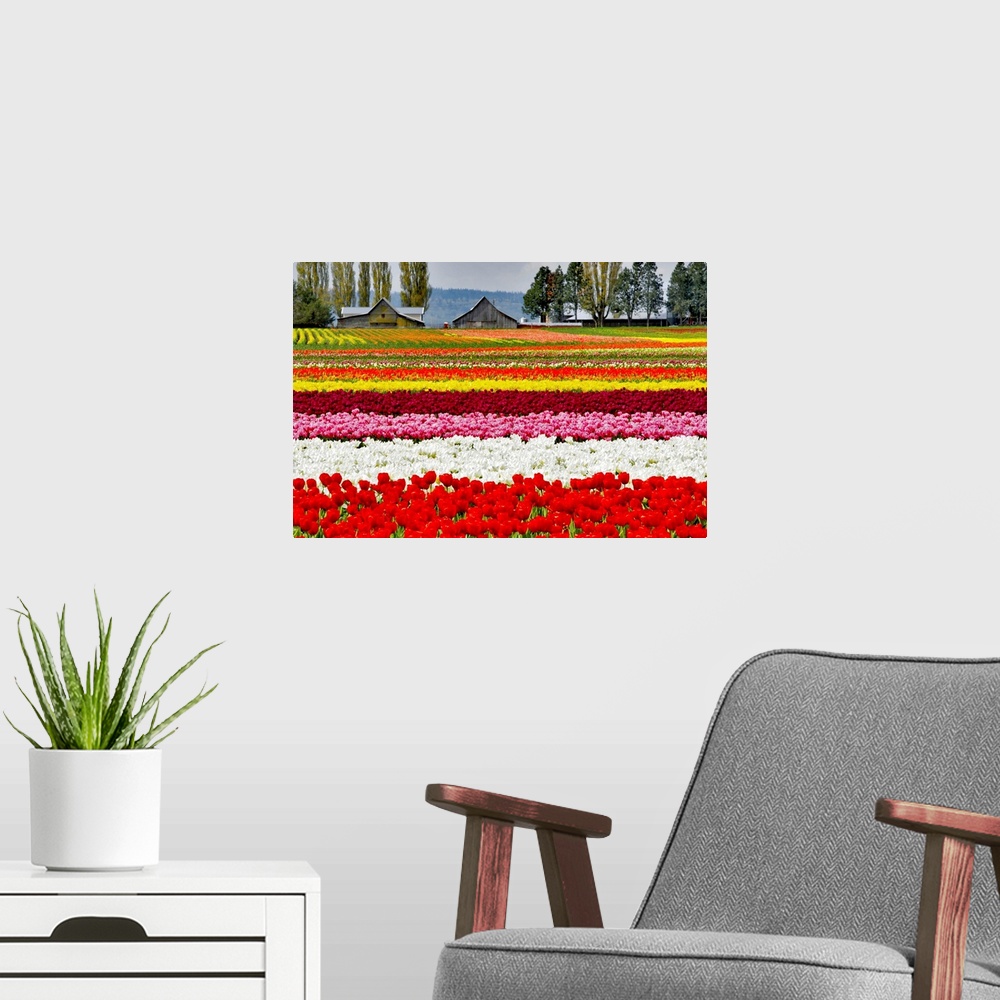 A modern room featuring Rows of colorful tulips on a farm.