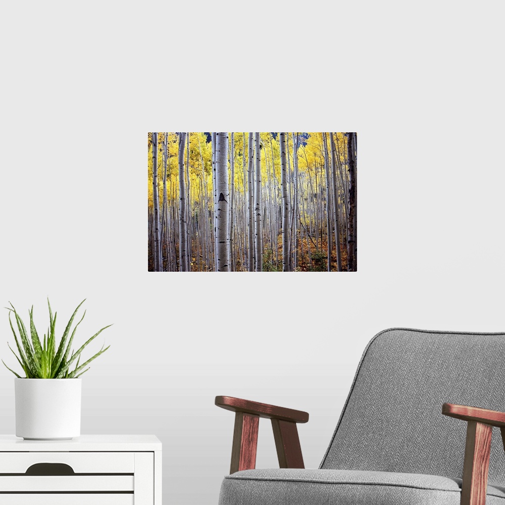 A modern room featuring A horizontal photograph of a thick forest of birch trees with yellow leaves.