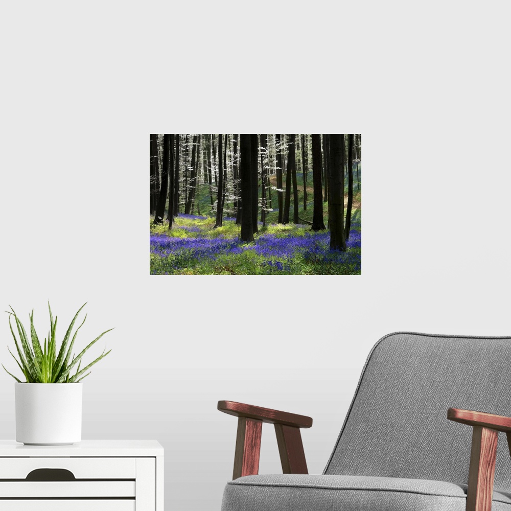 A modern room featuring A photograph of an idyllic dense forest scene with purple flowers on the ground.