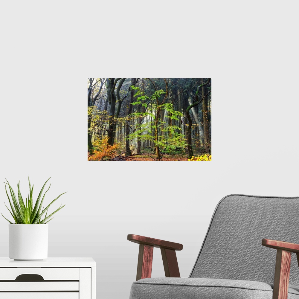 A modern room featuring A photograph of a dense forest with dark trees and spring foliage.