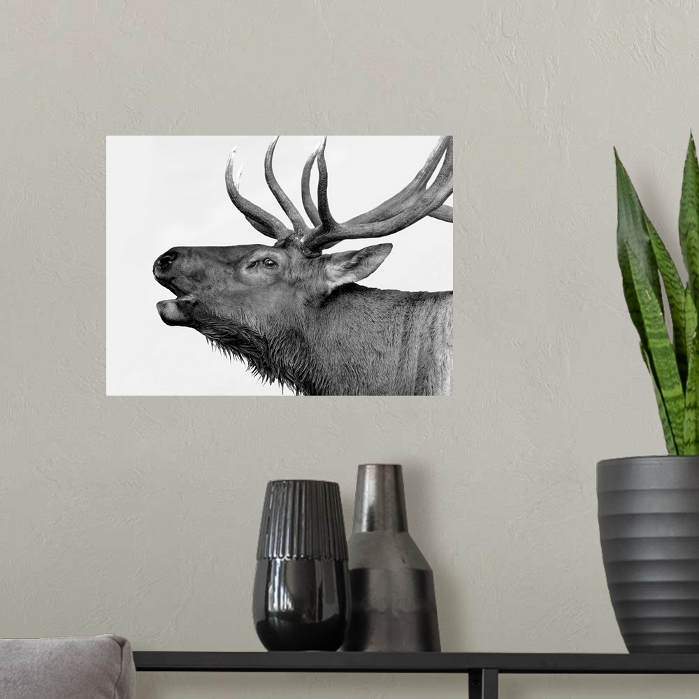A modern room featuring Black and white photograph of a deer.