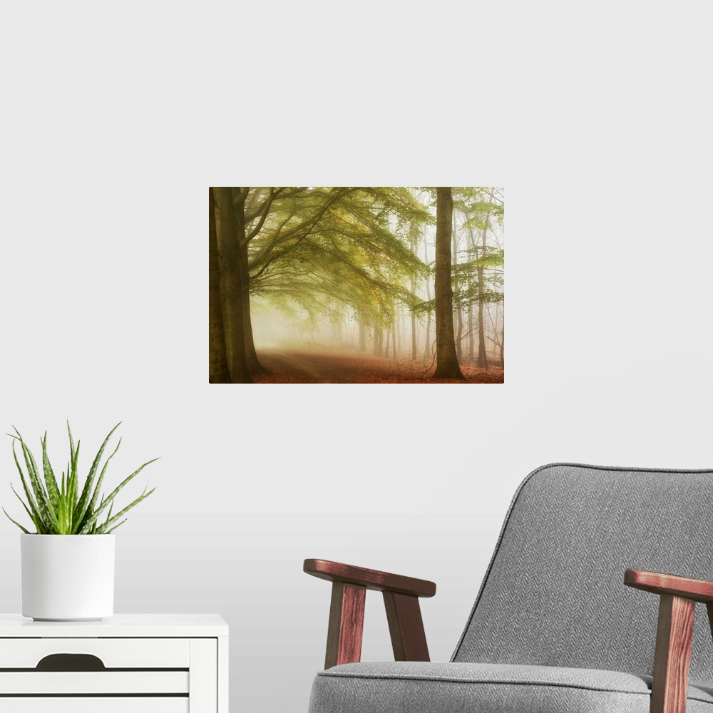 A modern room featuring A dreamy photograph of path through a forest consumed with mist.