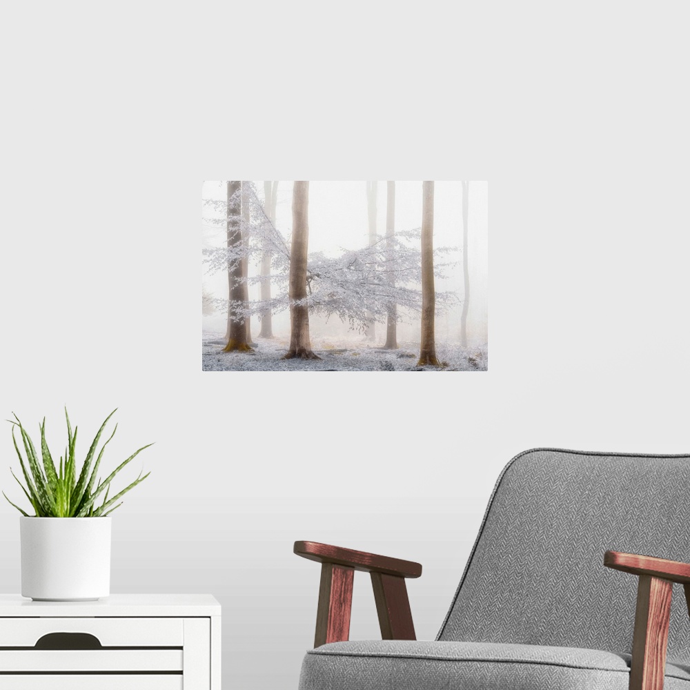 A modern room featuring A photograph of a forest winter snow.