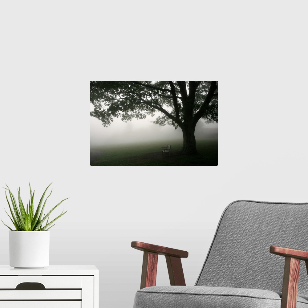 A modern room featuring A horizontal photograph of a bench under a tree in the mist.