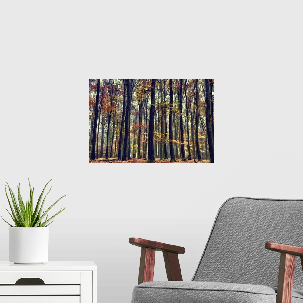 A modern room featuring Photograph of a fogy and mist shrouded dense forest.