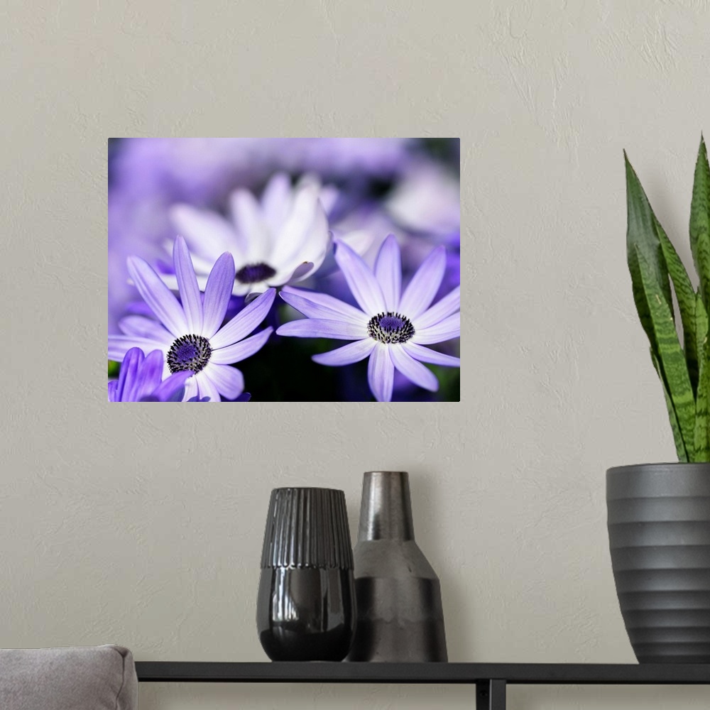 A modern room featuring Horizontal photograph of a field of purple flowers in which the flowers in the foreground are the...