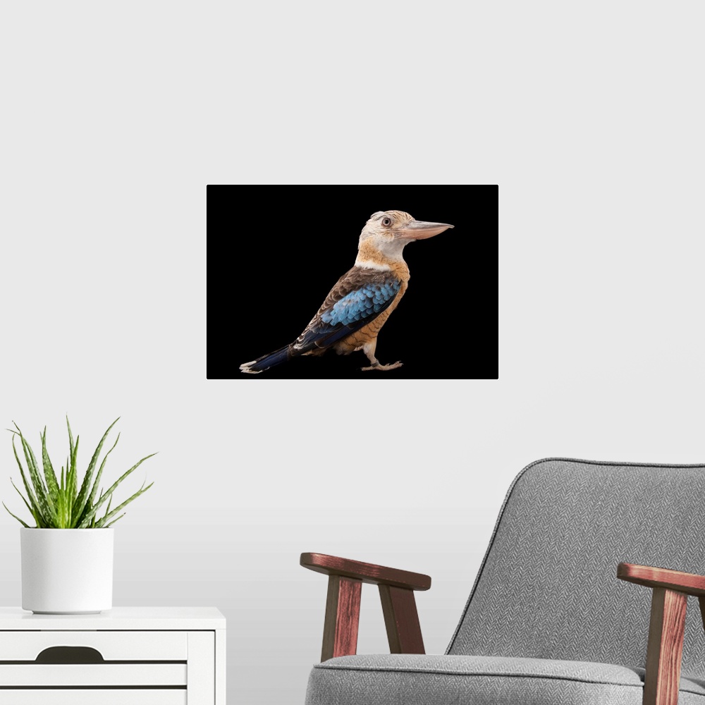 A modern room featuring A blue-winged kookaburra, Dacelo leachii, at the Houston Zoo.