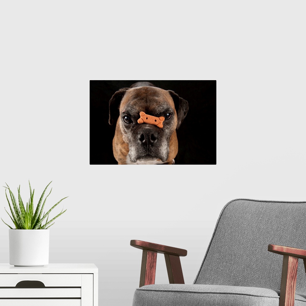 A modern room featuring A boxer named Toto balances a treat on his nose.