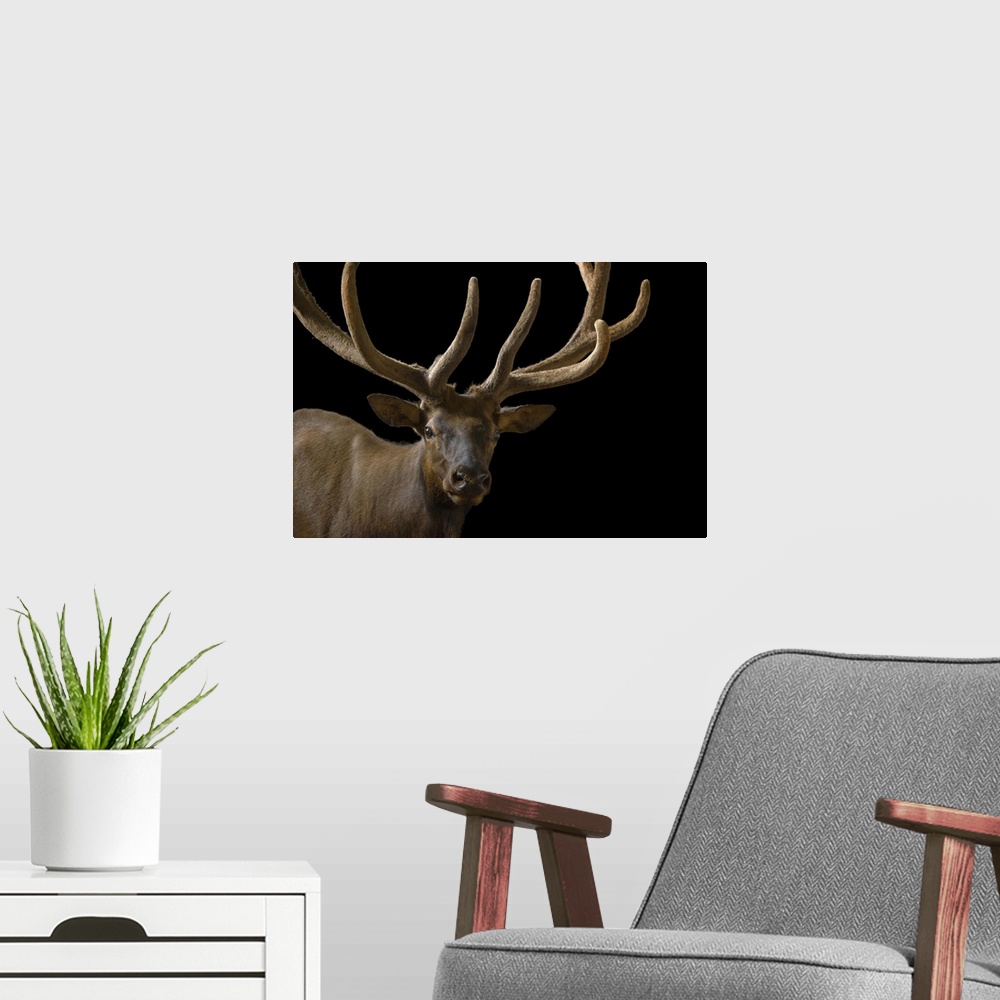 A modern room featuring A bull elk with his antlers in velvet (Cervus canadensis) at the Oklahoma City Zoo.