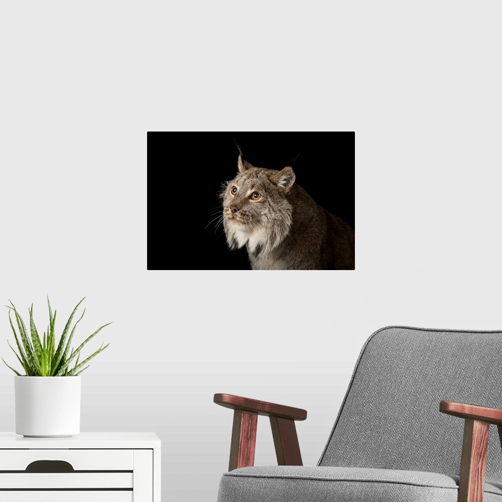 A modern room featuring A Canada lynx, Lynx canadensis.