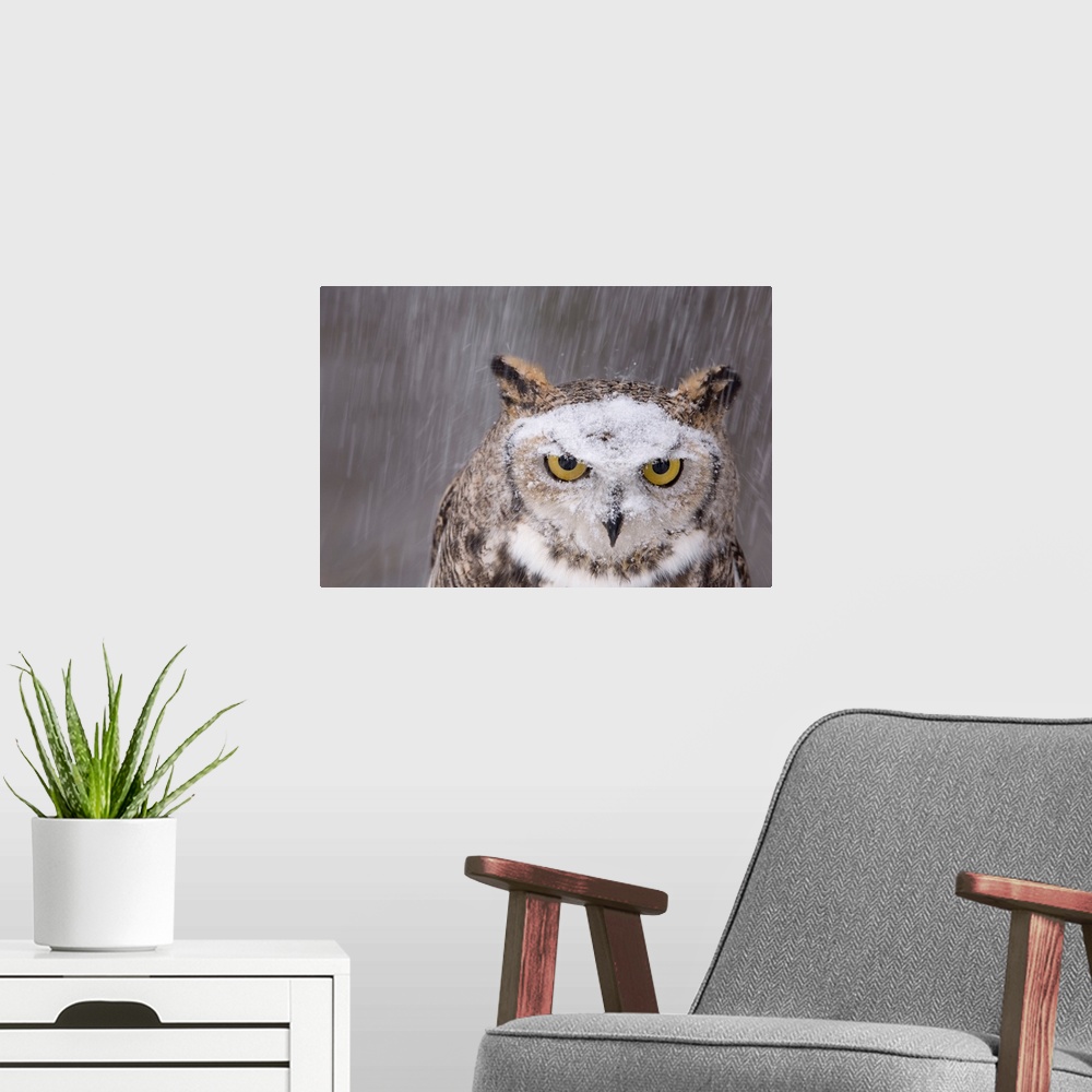 A modern room featuring Portraits of Oberon, a captive great horned owl (Bubo virginianus) in the snow at a raptor recove...