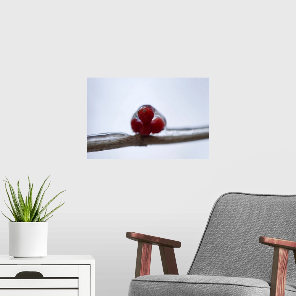 A modern room featuring A close-up of berries during winter, Lincoln, Nebraska