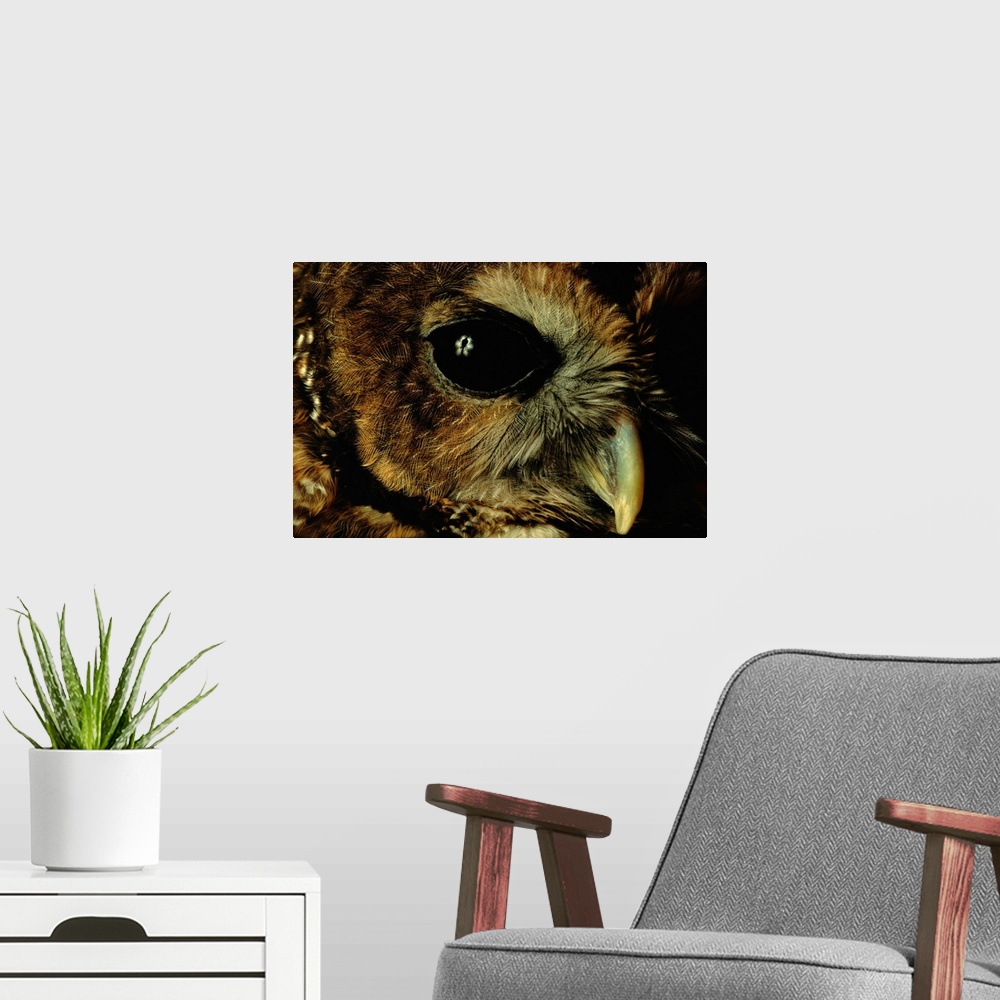 A modern room featuring A close view of a northern spotted owl, Strix occidentals occidentals, at Washington Park Zoo.