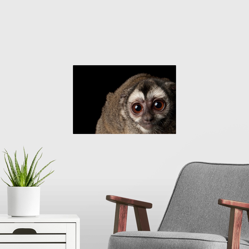 A modern room featuring A Colombian night monkey, Aotus lemurinus, at the Houston Zoo.