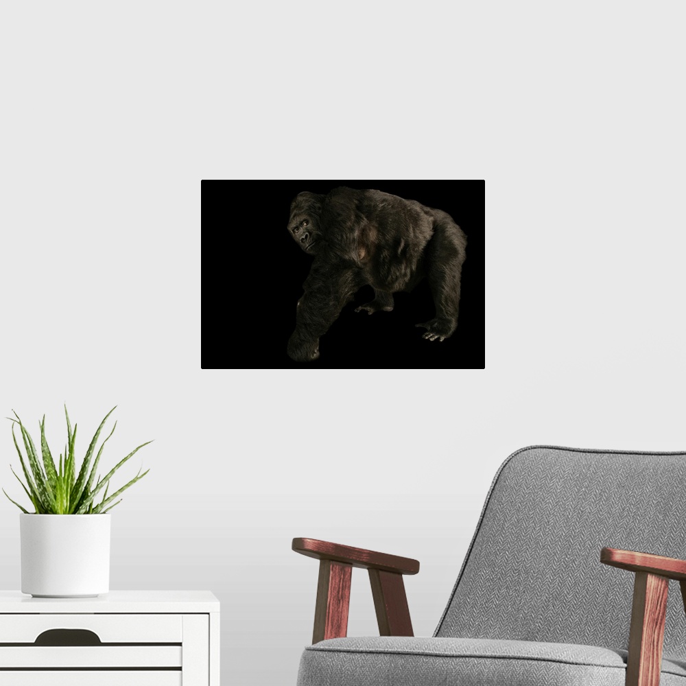 A modern room featuring A critically endangered Graueris gorilla named Amahoro (Gorilla beringei graueri) at the Antwerp ...