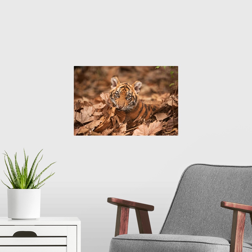 A modern room featuring A critically-endangered Sumatran tiger cub at Zoo Atlanta.