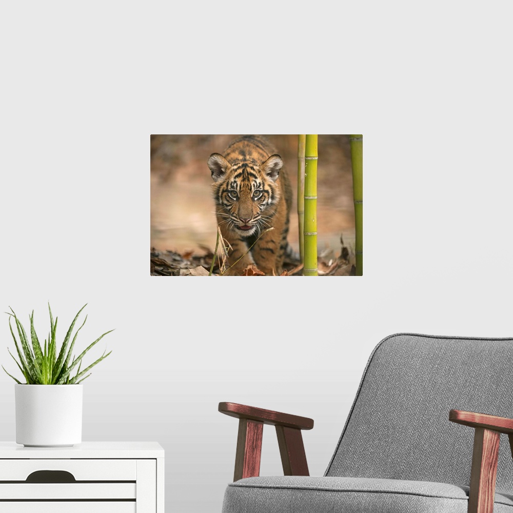 A modern room featuring A critically-endangered Sumatran tiger cub, Panthera tigris sumatrae, at Zoo Atlanta.