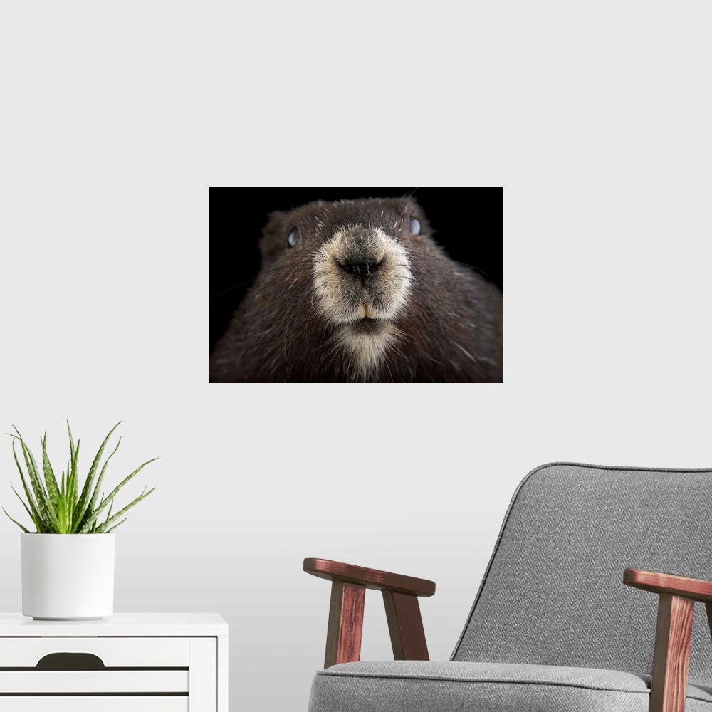 A modern room featuring A critically endangered Vancouver Island marmot, Marmota vancouverensis, at the Toronto Zoo.