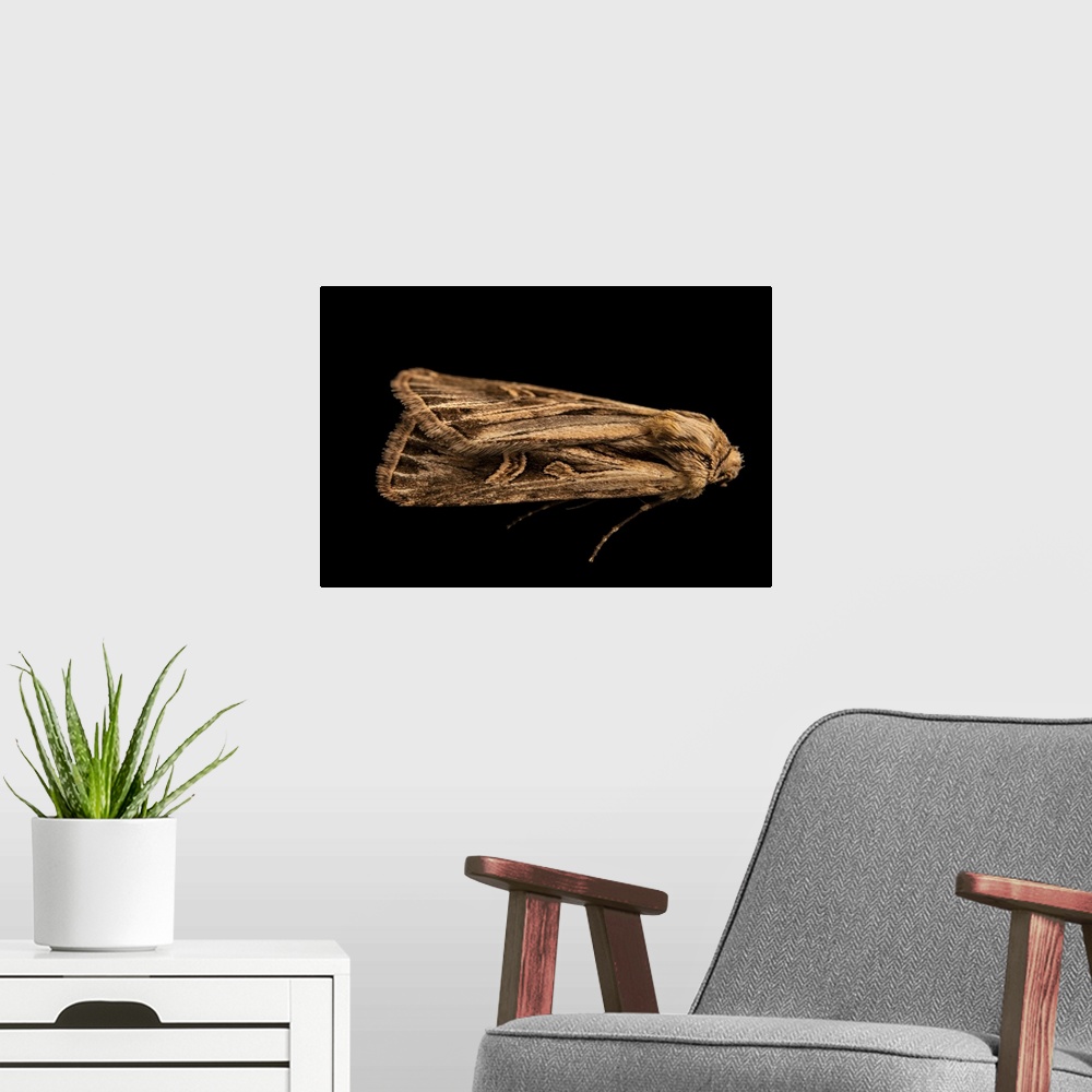 A modern room featuring A cutworm moth (Dichagyris longidens), owlet moth family Noctuidae, cutworm or dart moth subfamil...