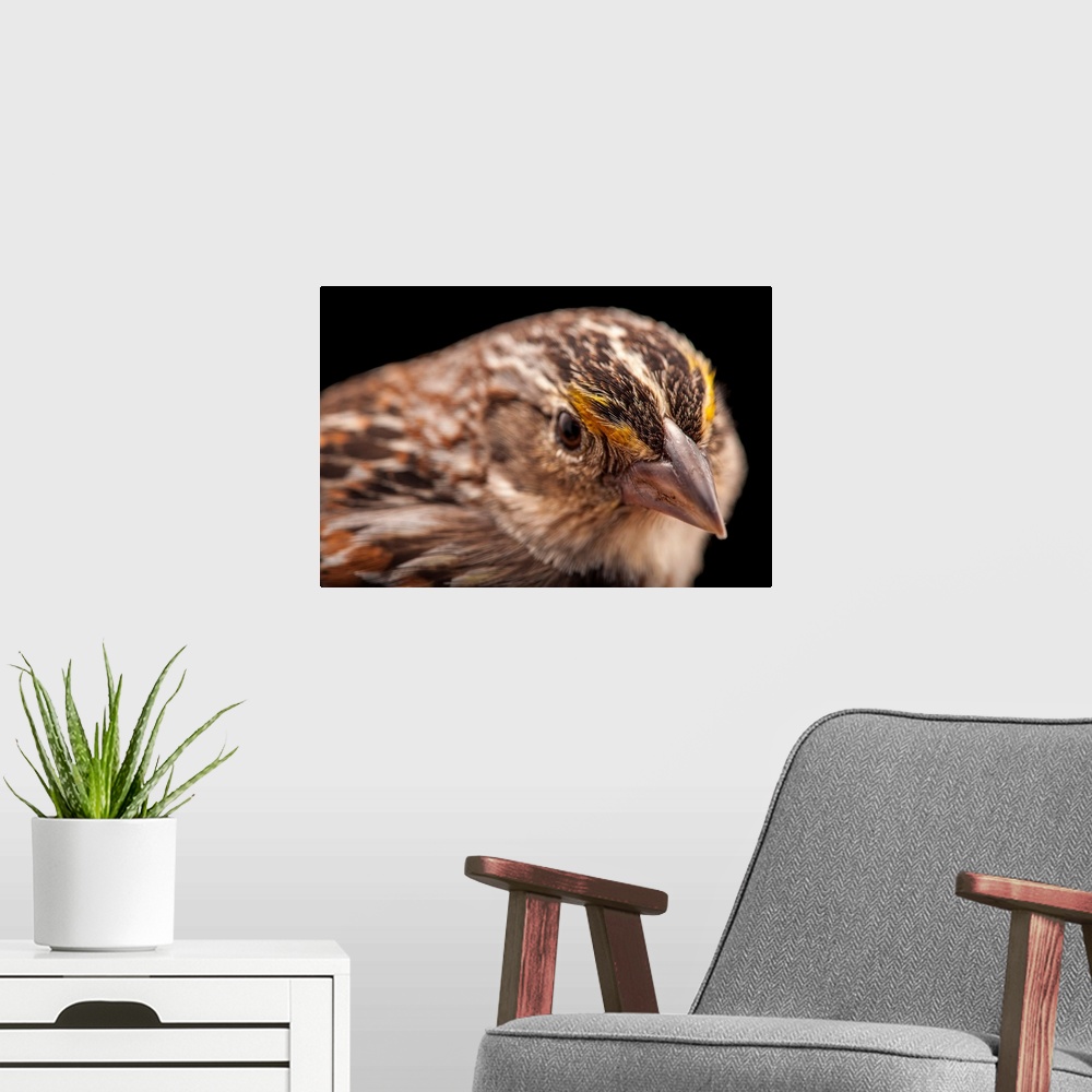 A modern room featuring A male Florida grasshopper sparrow, Ammodramus savannarum floridanus. This sparrow was photograph...