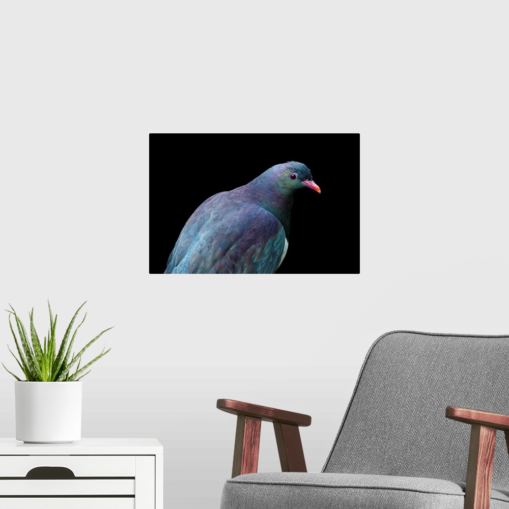 A modern room featuring A federally endangered New Zealand pigeon, Hemiphaga novaeseelandiae, at the Auckland Zoo.