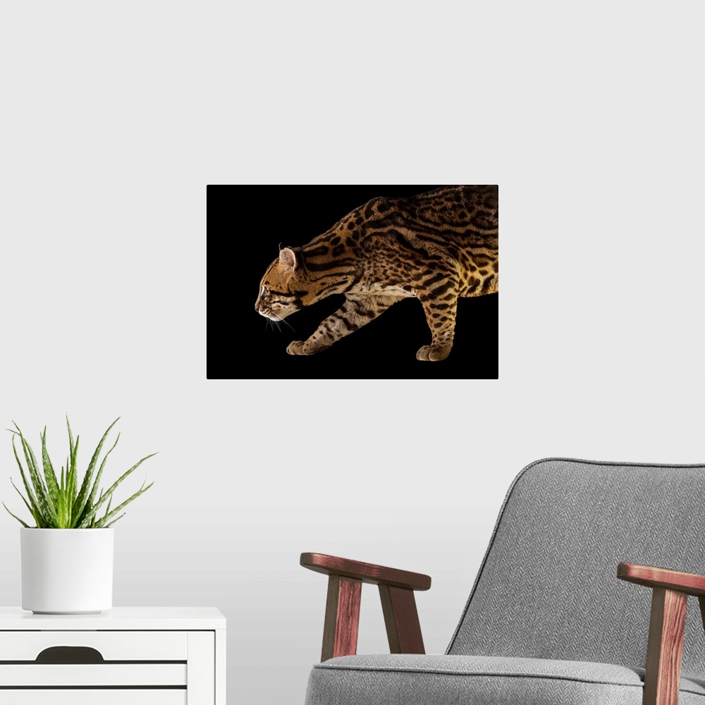 A modern room featuring An endangered southern Brazilian ocelot, Leopardus pardalis mitis.