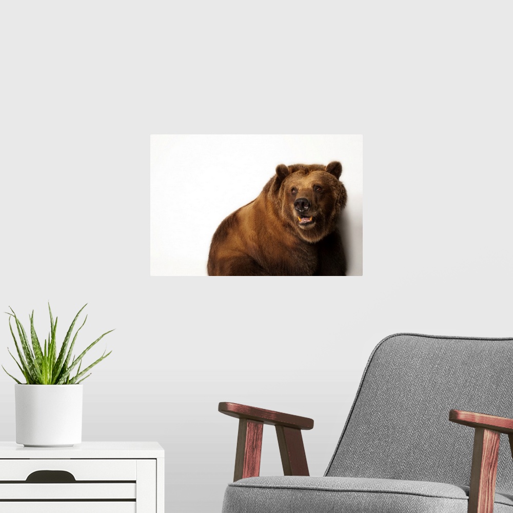 A modern room featuring A federally threatened grizzly bear, Ursus arctos horribilis.