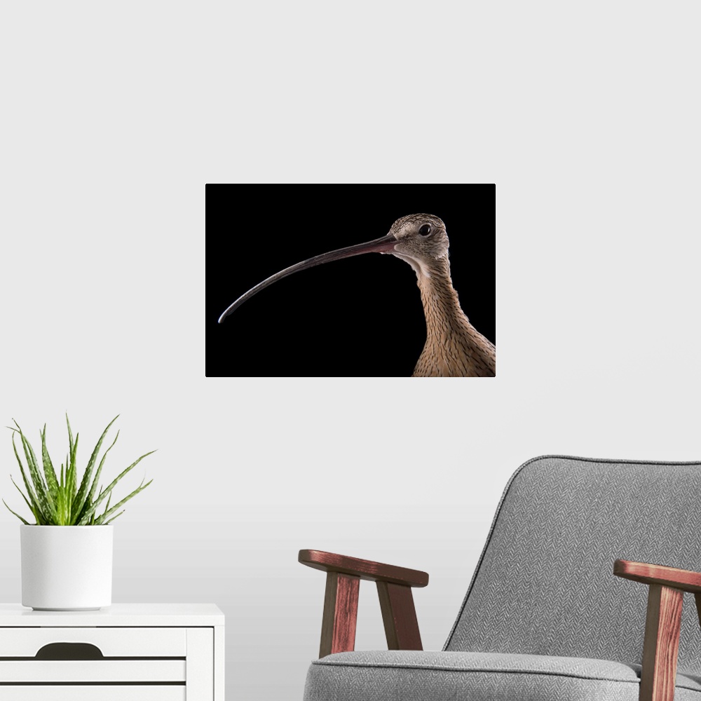 A modern room featuring A female long-billed curlew, Numenius americanus, at the Tracy Aviary.