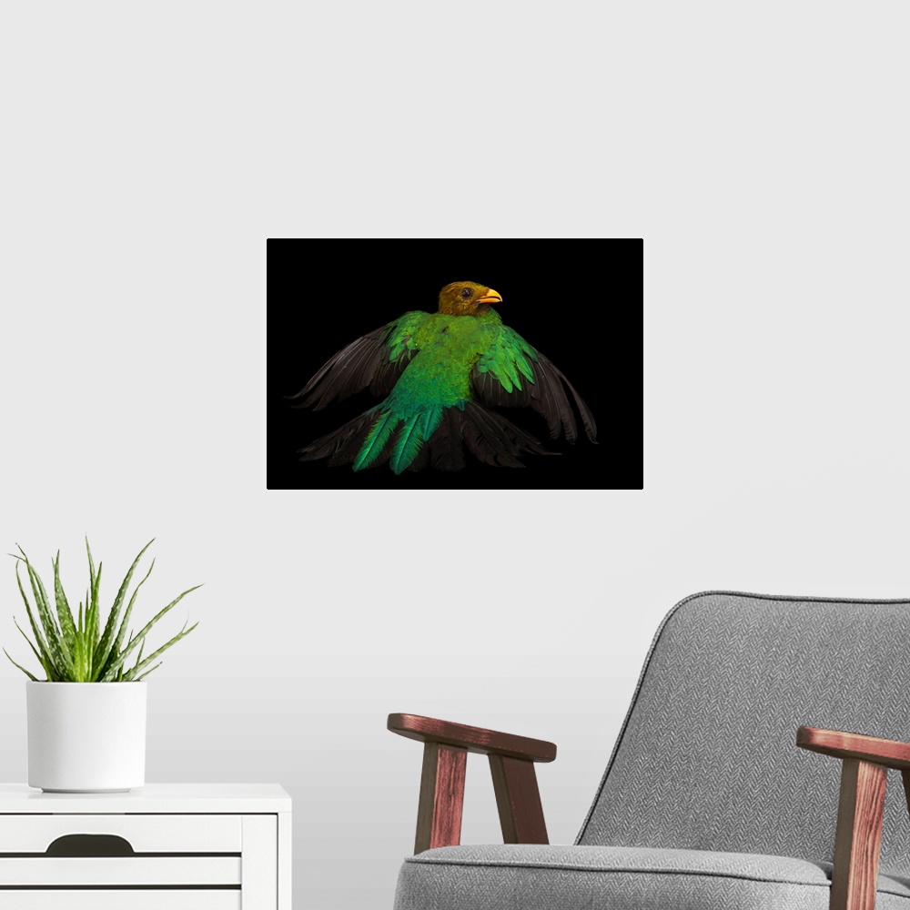 A modern room featuring A golden-headed quetzal, Pharomachrus auriceps, at the Houston Zoo.