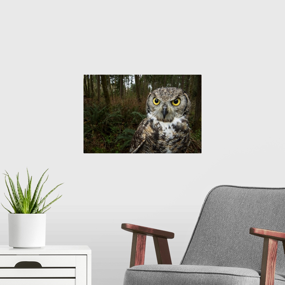 A modern room featuring A great horned owl at Northwest Trek Wildlife Park in Eatonville, Washington.