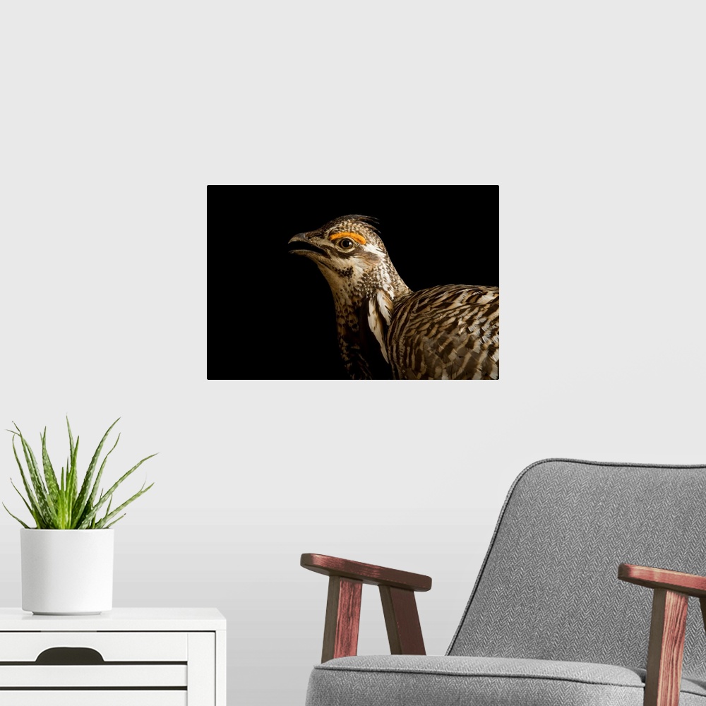 A modern room featuring A Greater Prairie Chicken (Tympanuchus cupido.)