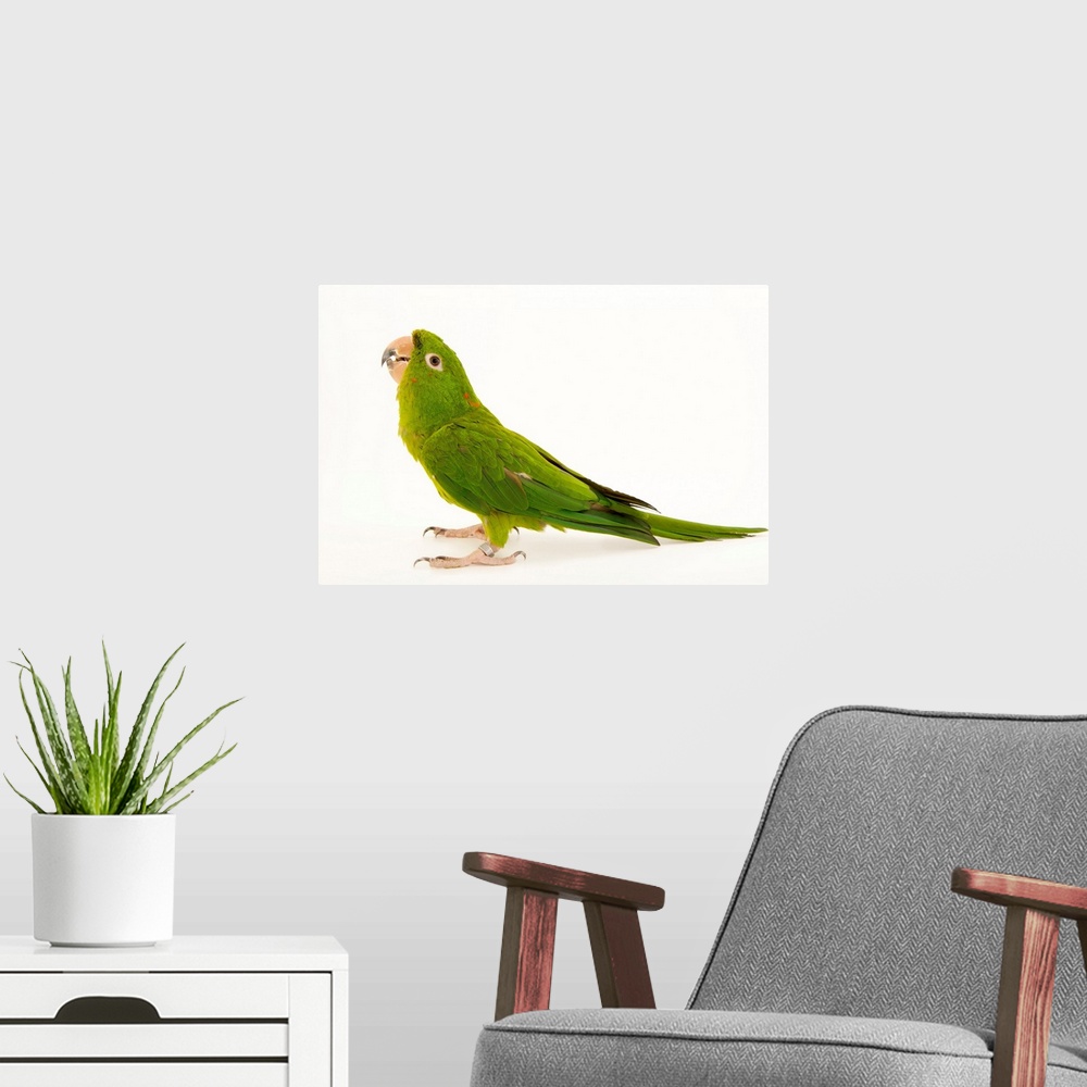 A modern room featuring A green parakeet, Psittacara holochlorus strenuus.
